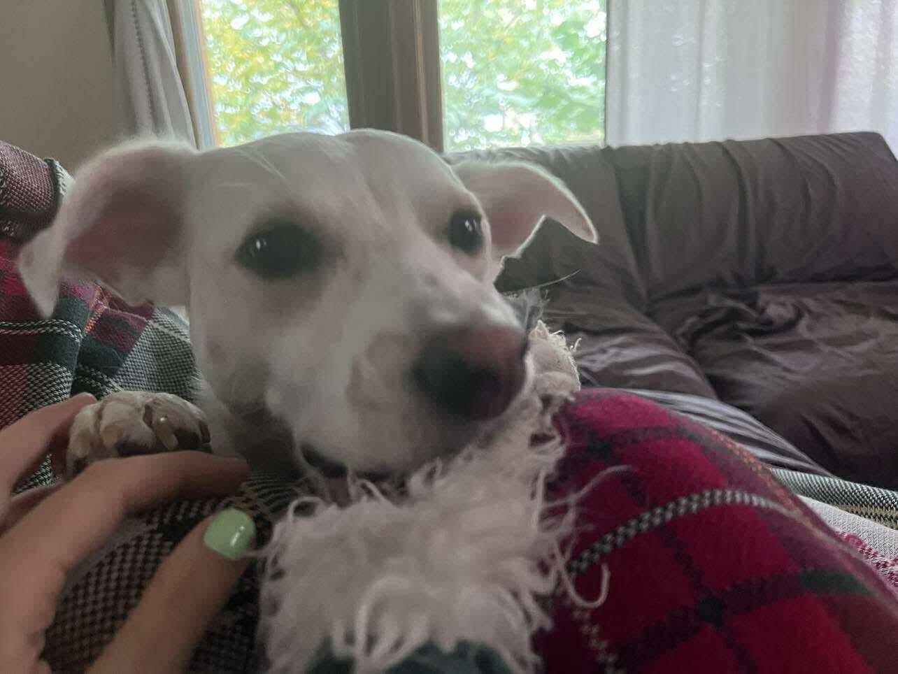 Camila, a Adoptable Mixed Breed in Rochester , NY image 2/6