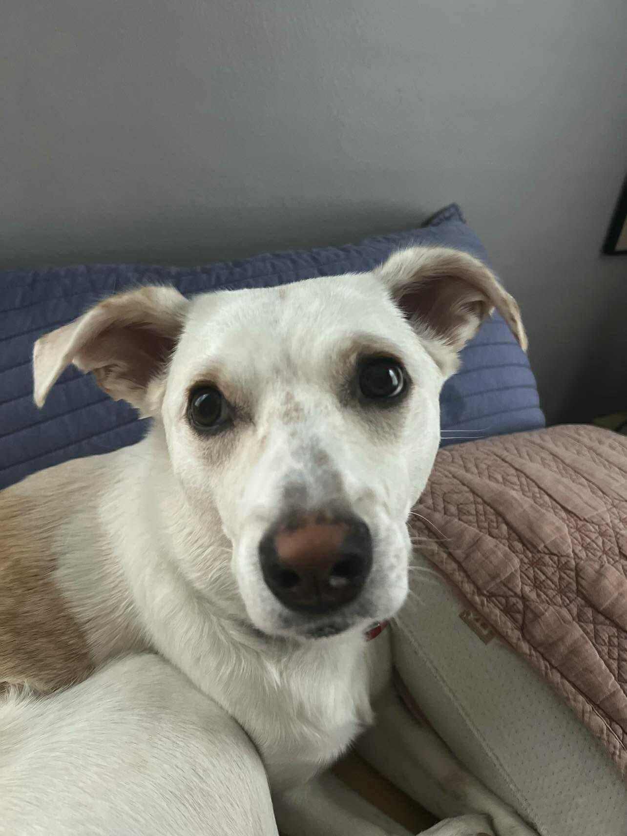 Camila, a Adoptable Mixed Breed in Rochester , NY image 6/6