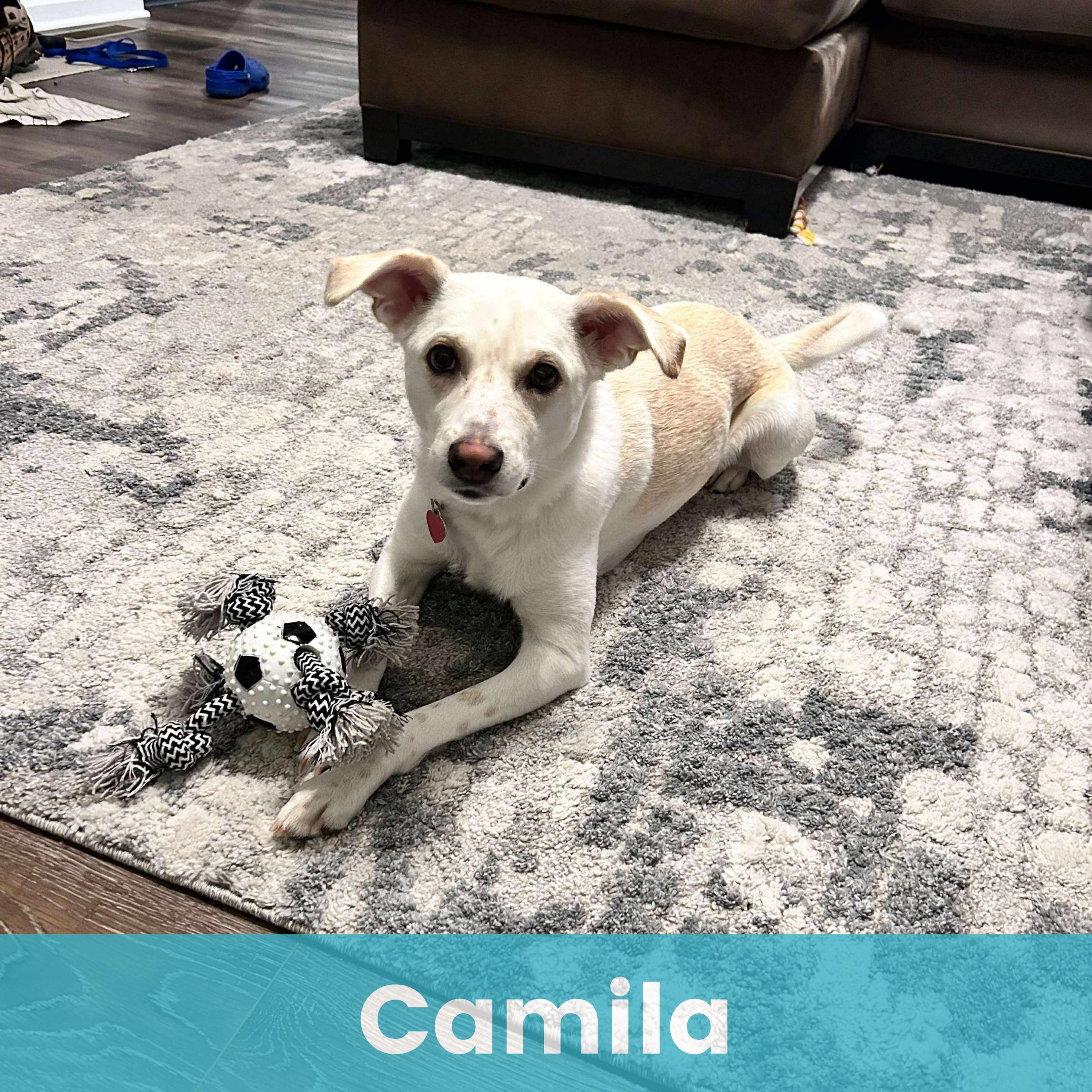Enlarge Camila, a Adoptable Mixed Breed in Rochester , NY image 1/6