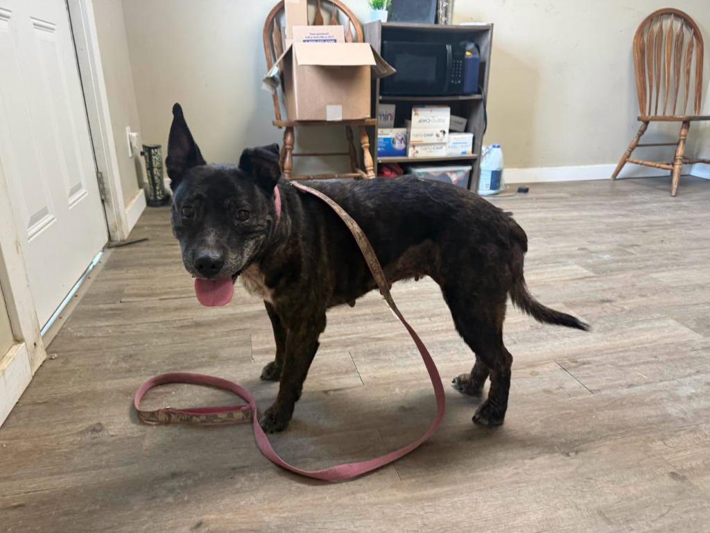 Jasmine, Adoptable, Senior Female Pit Bull Terrier.