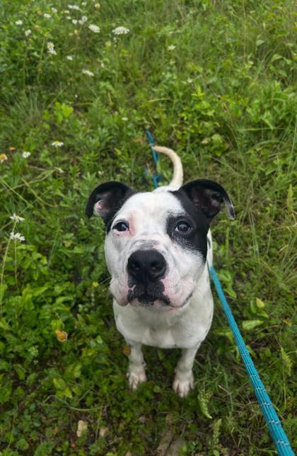 Raymond, Adoptable, Adult Male Mixed Breed.