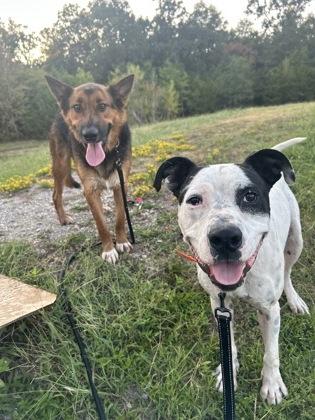 Enlarge Raymond, a Adoptable Mixed Breed in Yellville, AR image 3/3