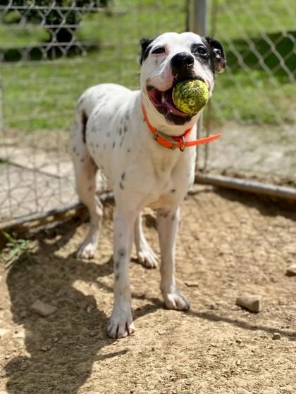 Enlarge Raymond, a Adoptable Mixed Breed in Yellville, AR image 2/3