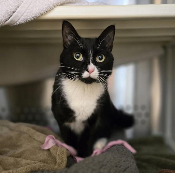 Enlarge Zarah, a Adoptable mixed breed in Dublin, CA image 1/1