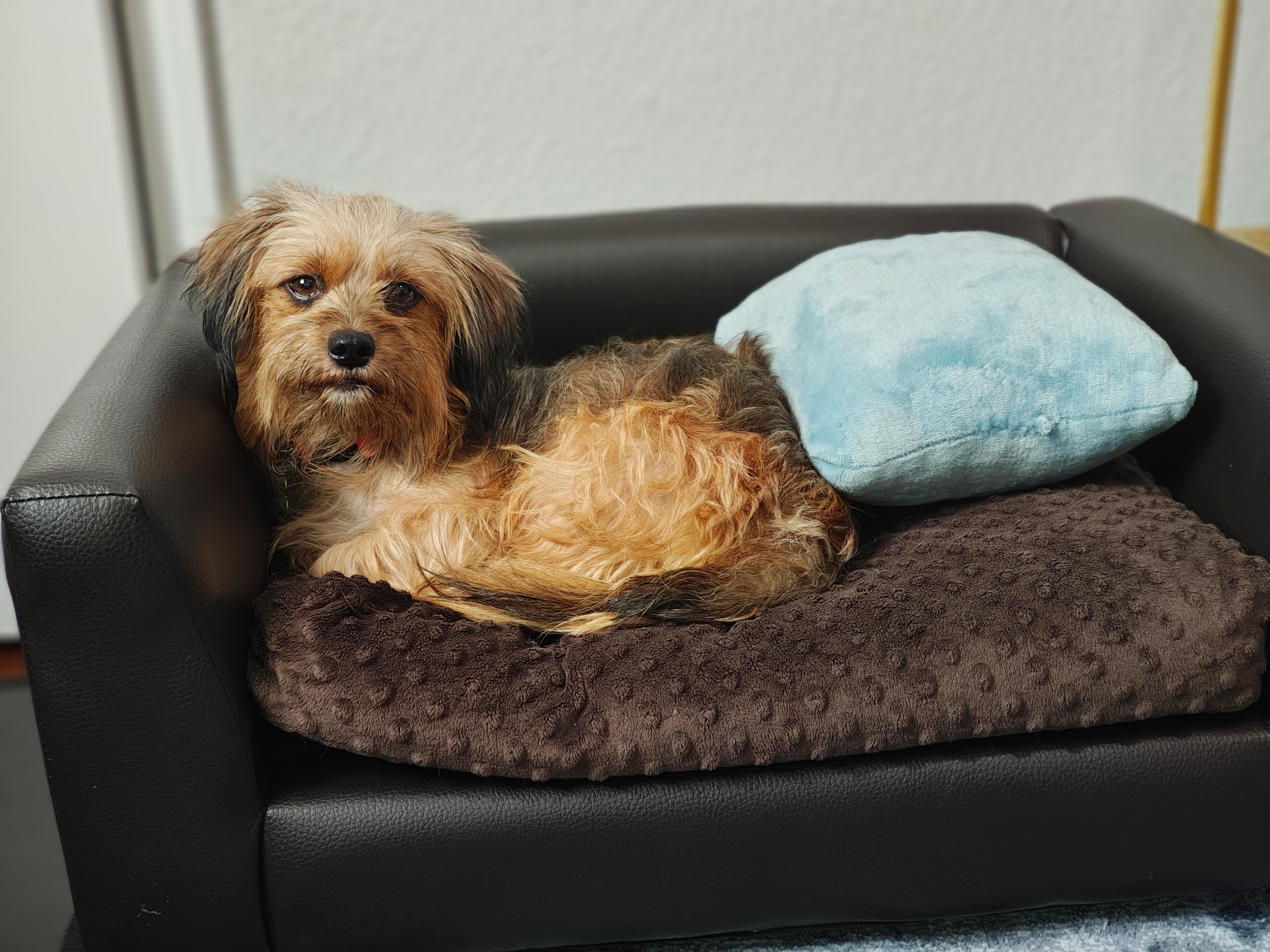 Emma, an adopted mixed breed in Coppell, TX image 2/2