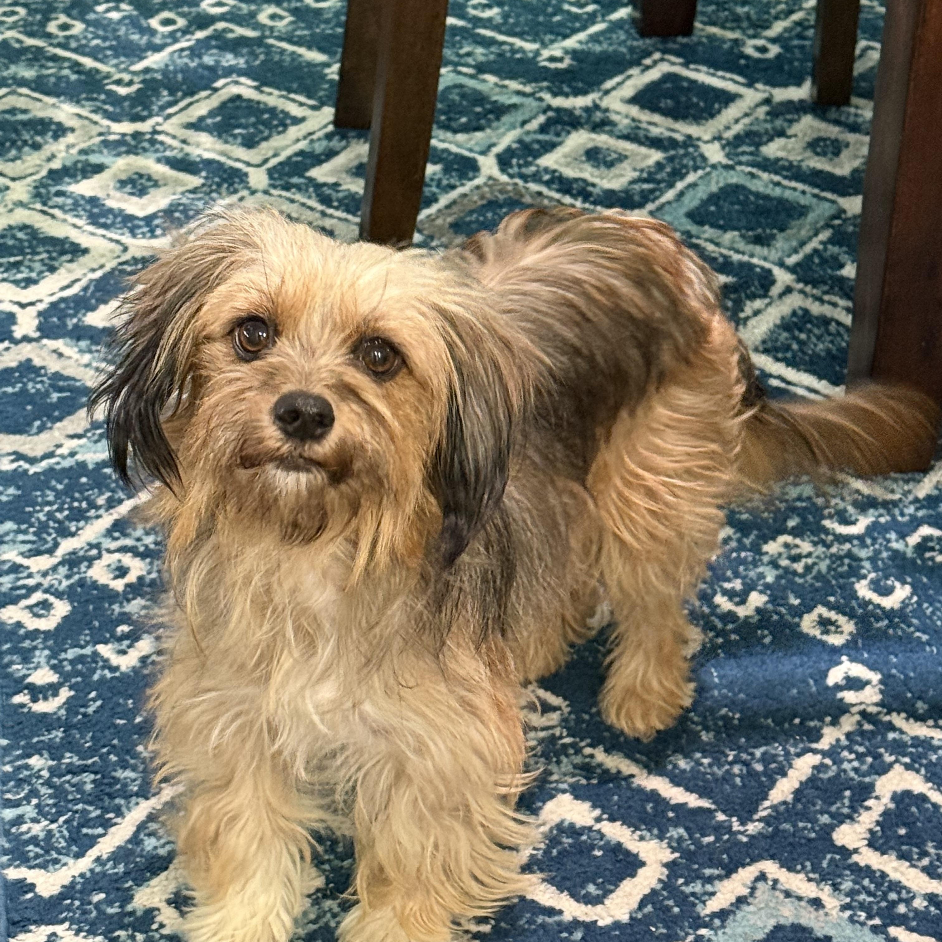 Emma, adopted, Young Female Yorkshire Terrier & Silky Terrier.