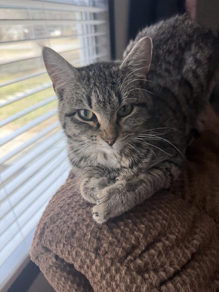 Bubbles, Adoptable, Kitten Female Tabby.