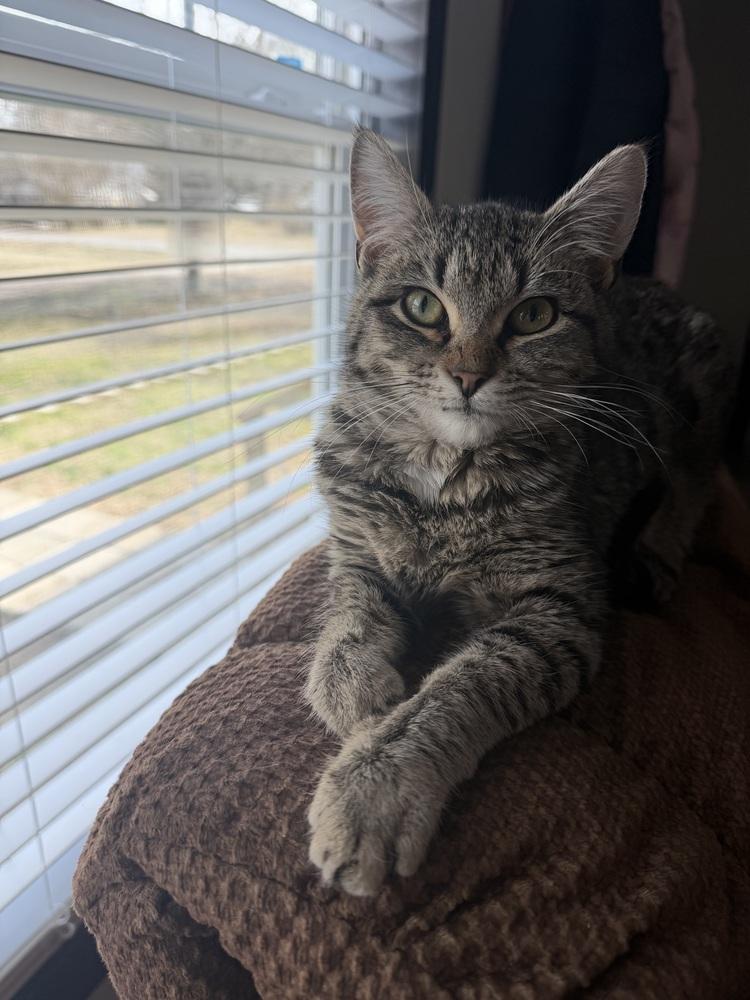 Enlarge Bubbles, a Adoptable mixed breed in Plumerville, AR image 3/6