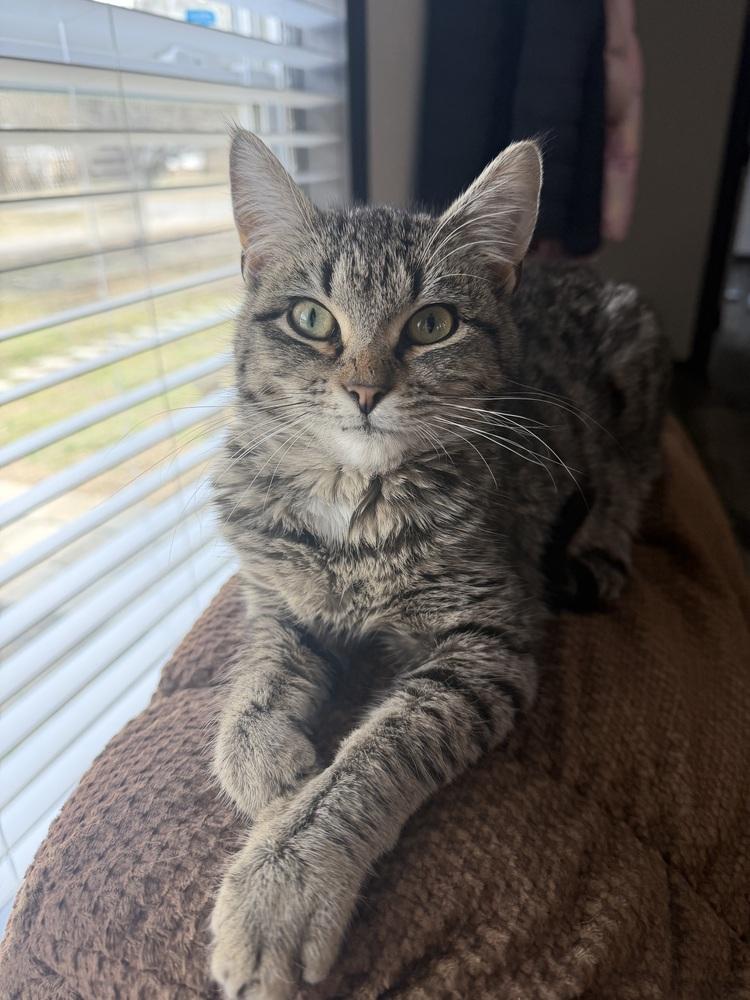 Enlarge Bubbles, a Adoptable mixed breed in Plumerville, AR image 6/6