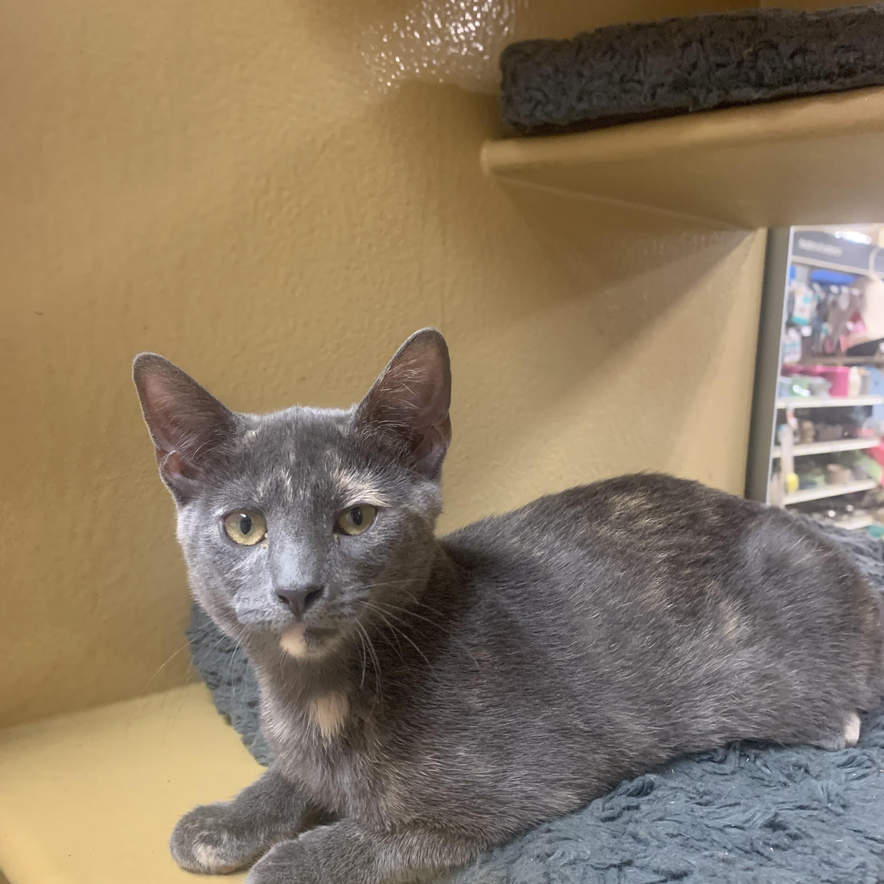 Enlarge Violet, a ADOPTABLE mixed breed in Port Jefferson Station, NY image 1/1