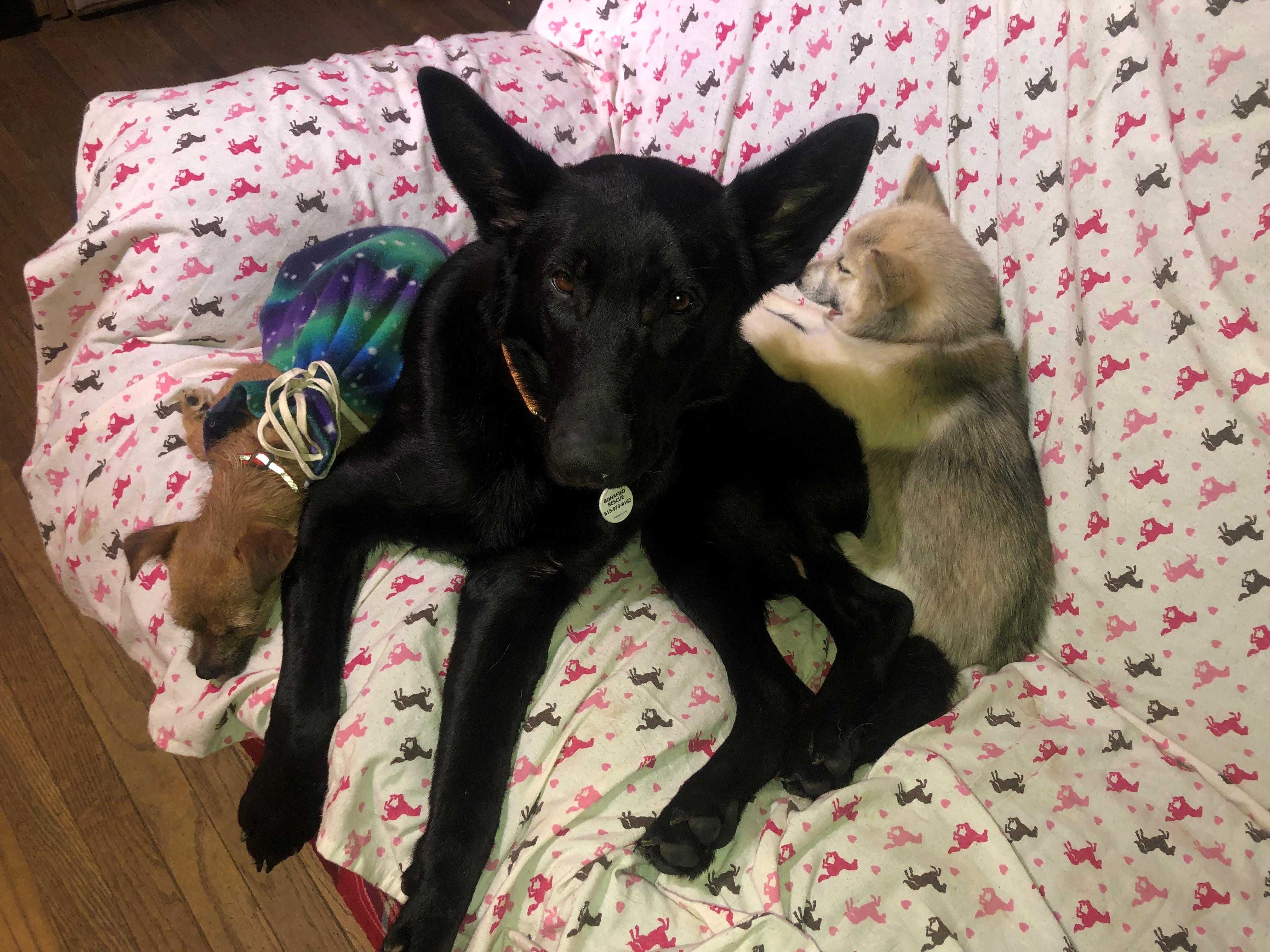 Enlarge Edeline "Eddie", a ADOPTABLE mixed breed in Oregon, IL image 1/2