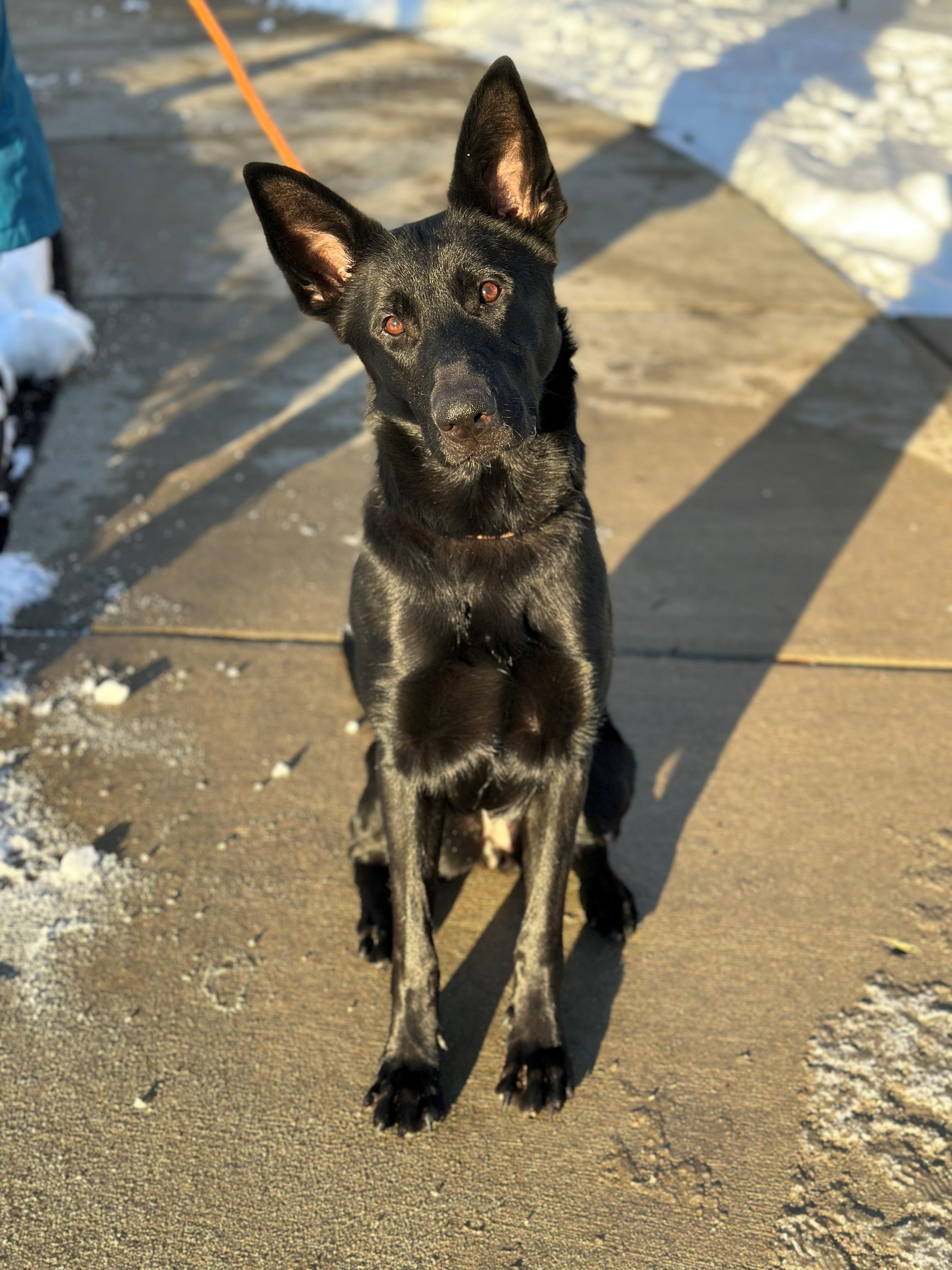 Enlarge Edeline "Eddie", a ADOPTABLE mixed breed in Oregon, IL image 2/2