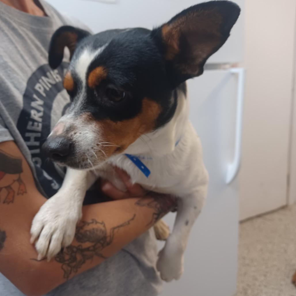 Enlarge Salted Peanuts, a Adoptable mixed breed in Hattiesburg, MS image 1/1
