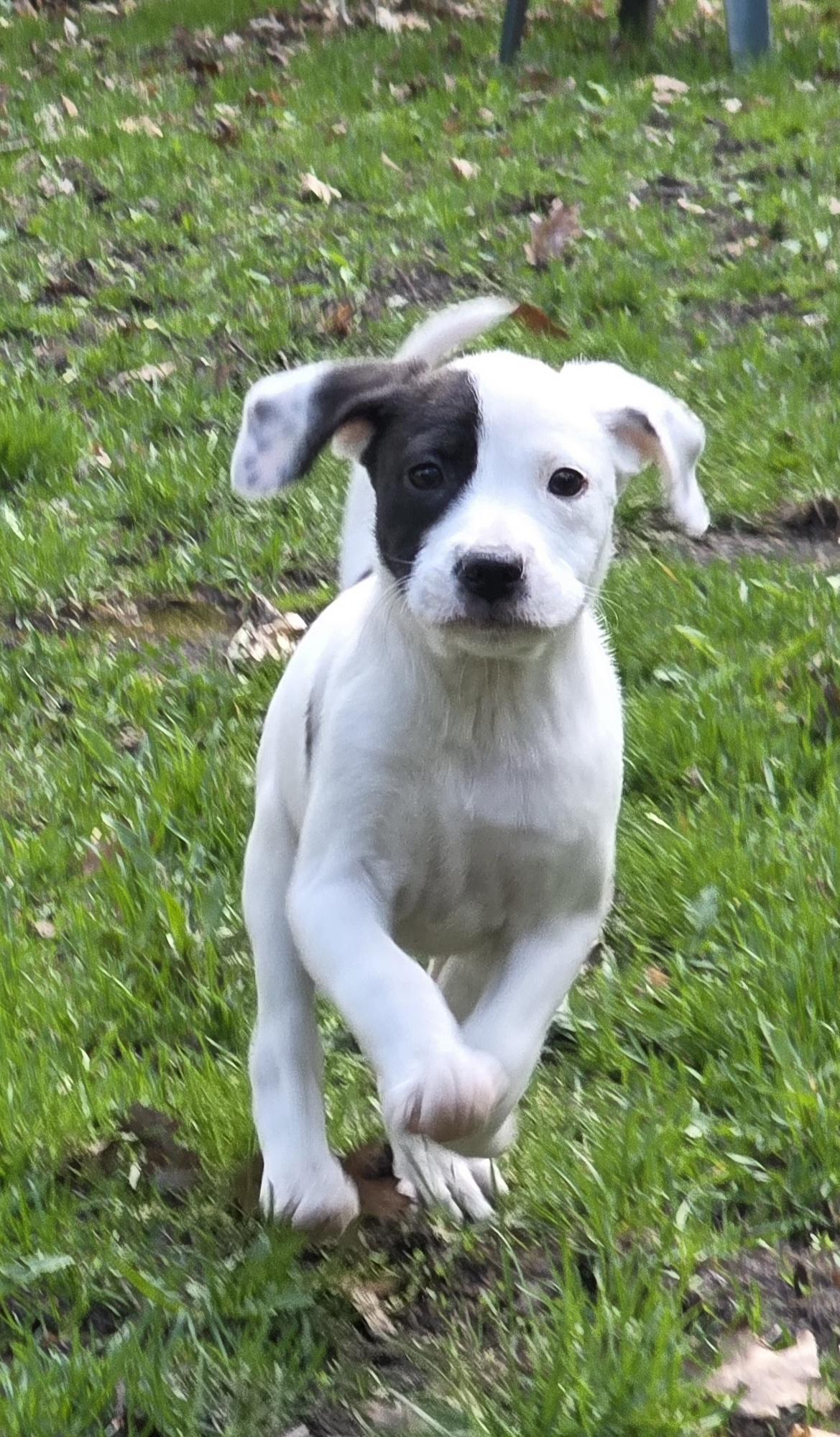 Enlarge Cora, an adopted mixed breed in Minneapolis, MN image 2/6