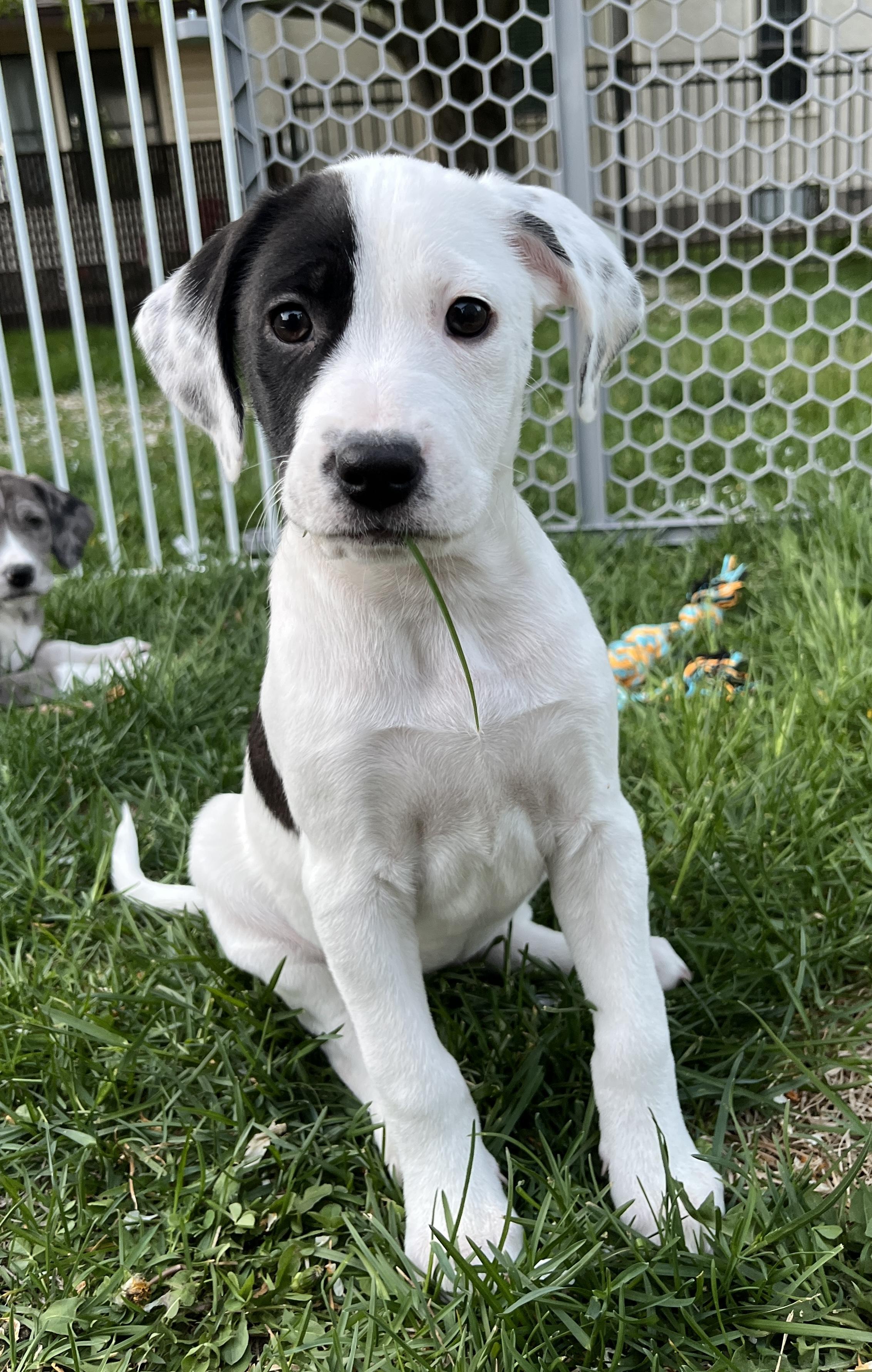 Enlarge Cora, an adopted mixed breed in Minneapolis, MN image 5/6