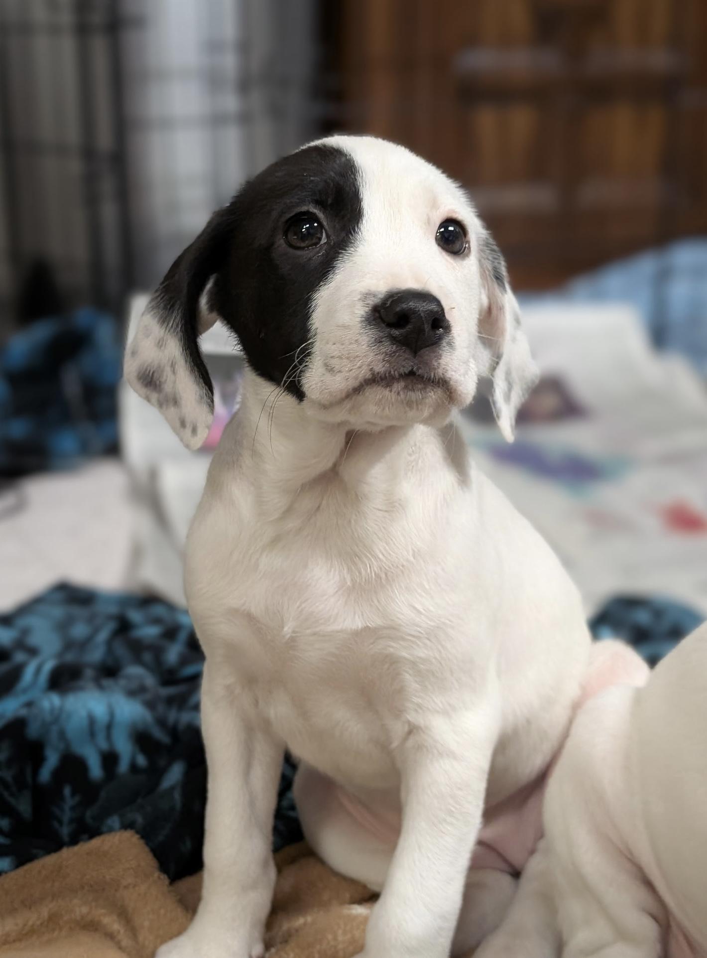 Enlarge Cora, an adopted mixed breed in Minneapolis, MN image 3/6