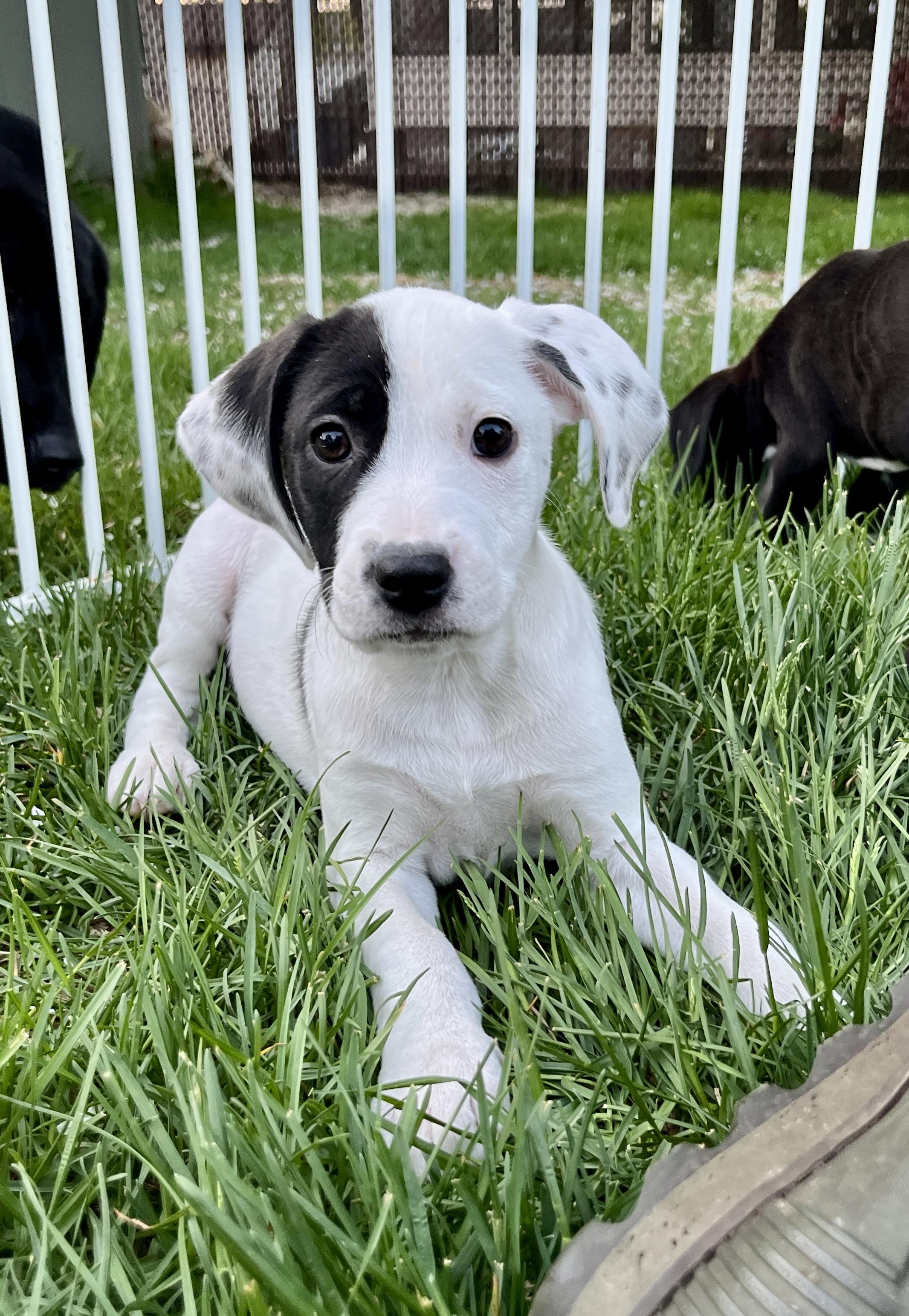 Enlarge Cora, an adopted mixed breed in Minneapolis, MN image 1/6