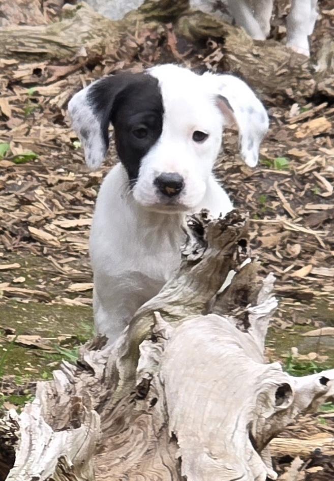 Enlarge Cora, an adopted mixed breed in Minneapolis, MN image 4/6