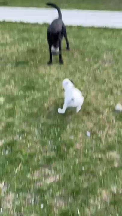 Enlarge Cora, an adopted mixed breed in Minneapolis, MN video 6/6