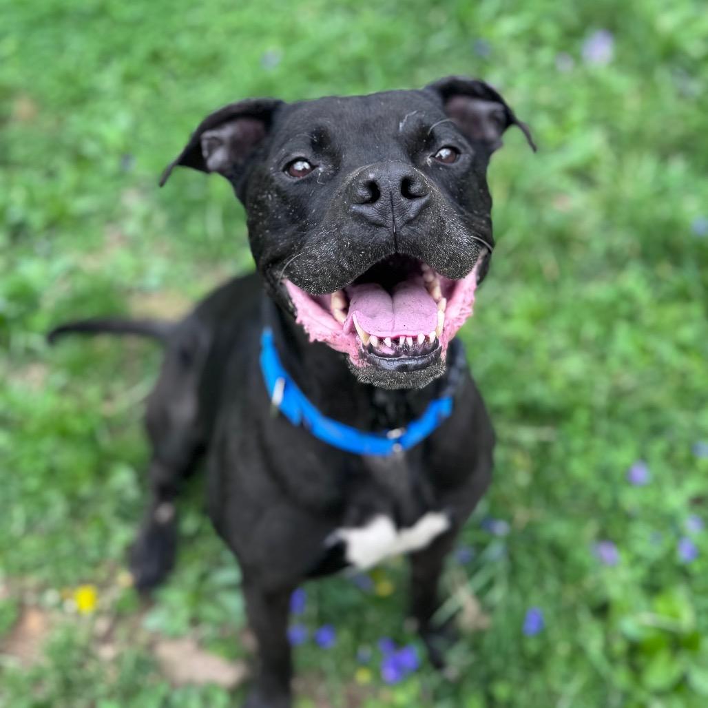 Quasi, Adoptable, Adult Male Pit Bull Terrier & Mixed Breed.