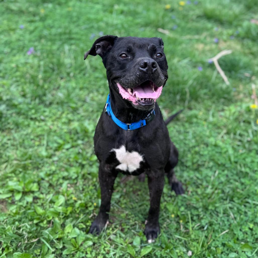 Quasi, a Adoptable mixed breed in Fairmont, WV image 2/6