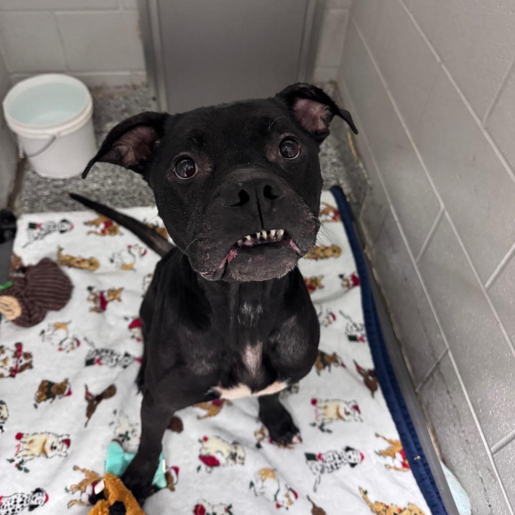 Enlarge Quasi, a Adoptable mixed breed in Fairmont, WV image 1/3