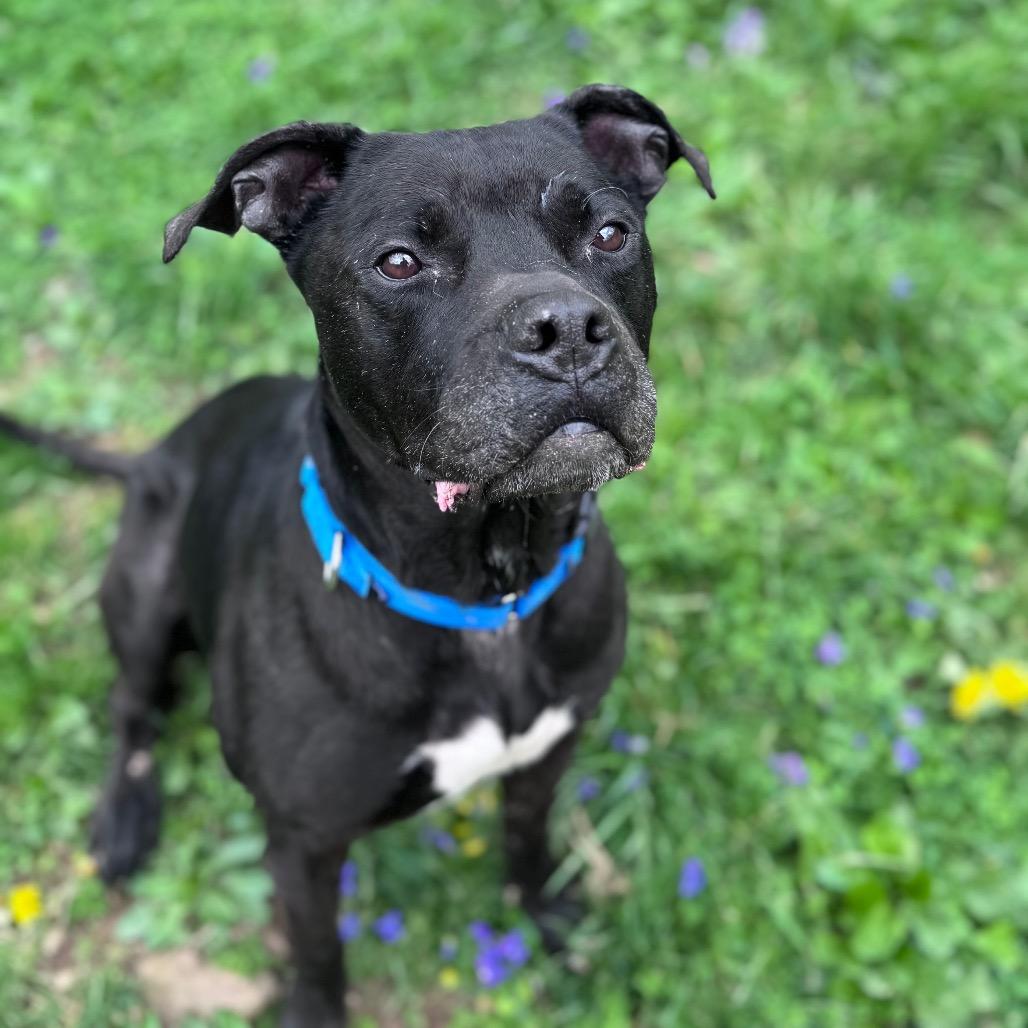 Enlarge Quasi, a Adoptable mixed breed in Fairmont, WV image 3/6