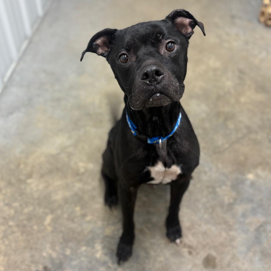 Enlarge Quasi, a Adoptable mixed breed in Fairmont, WV image 2/3