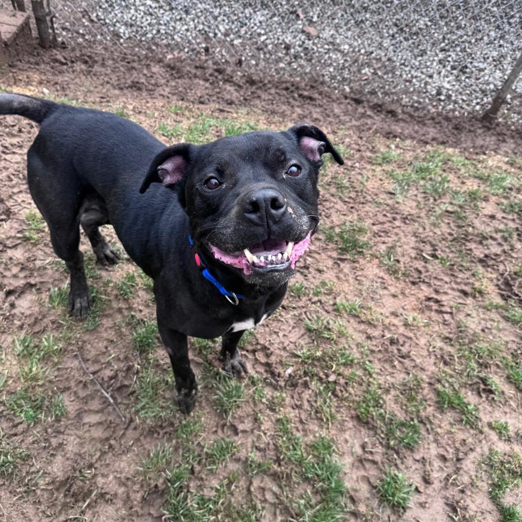 Enlarge Quasi, a Adoptable mixed breed in Fairmont, WV image 3/3