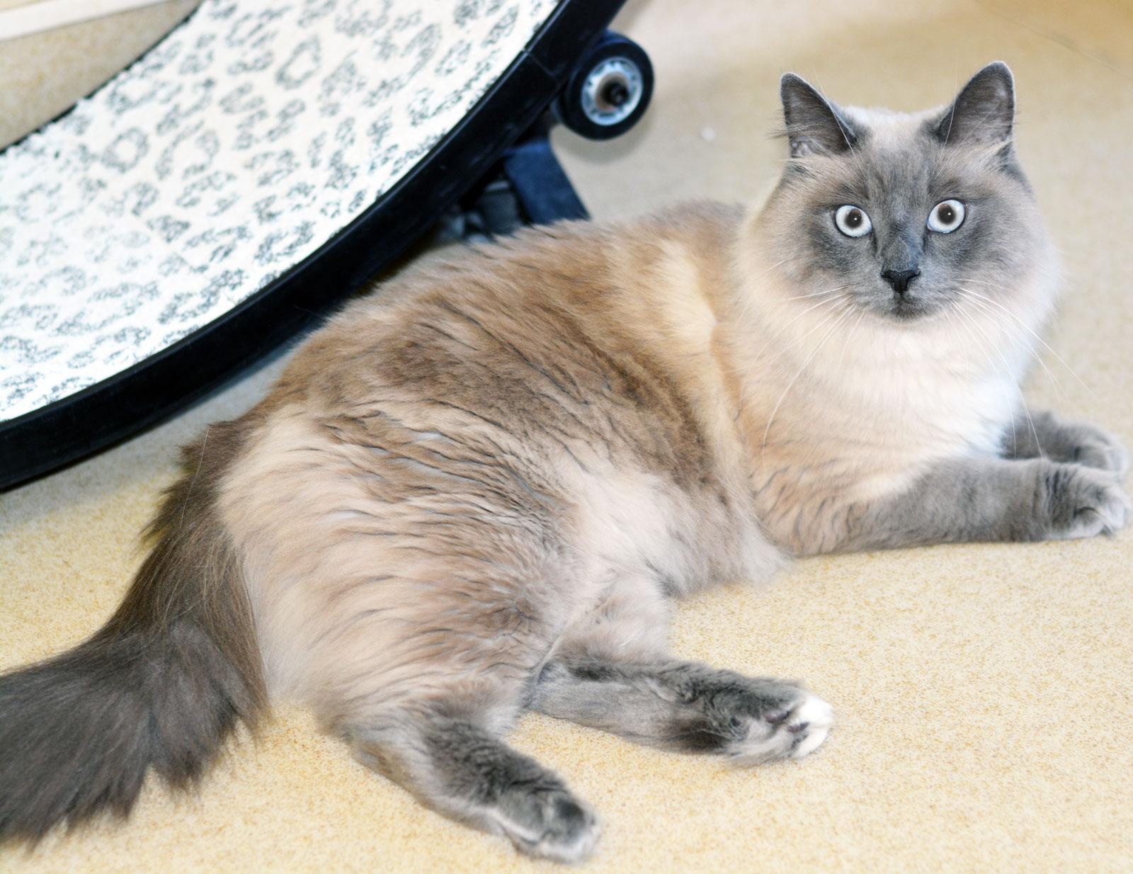 Enlarge ZIGGY, an adopted Ragdoll in San Clemente, CA image 2/2