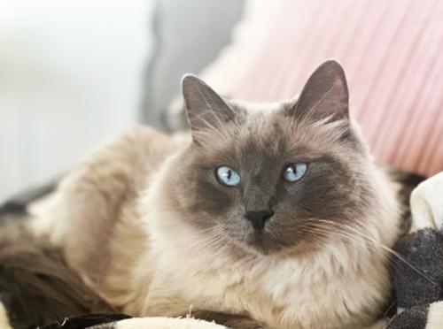 Enlarge ZIGGY, an adopted Ragdoll in San Clemente, CA image 1/2