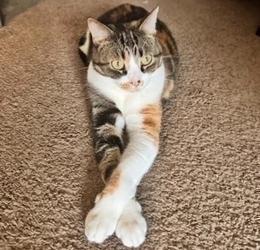 MistyMay, Adoptable, Adult Female Domestic Short Hair.