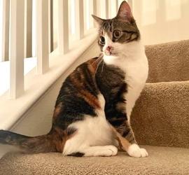 Enlarge MistyMay, a Adoptable mixed breed in San Diego, CA image 2/2