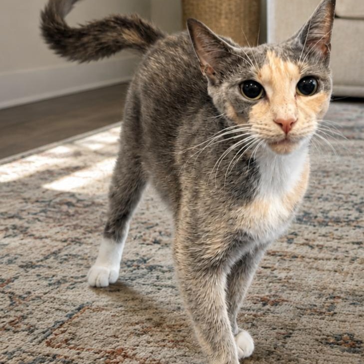 Enlarge Cupcake, a ADOPTABLE Domestic Short Hair in Mabank, TX image 1/1