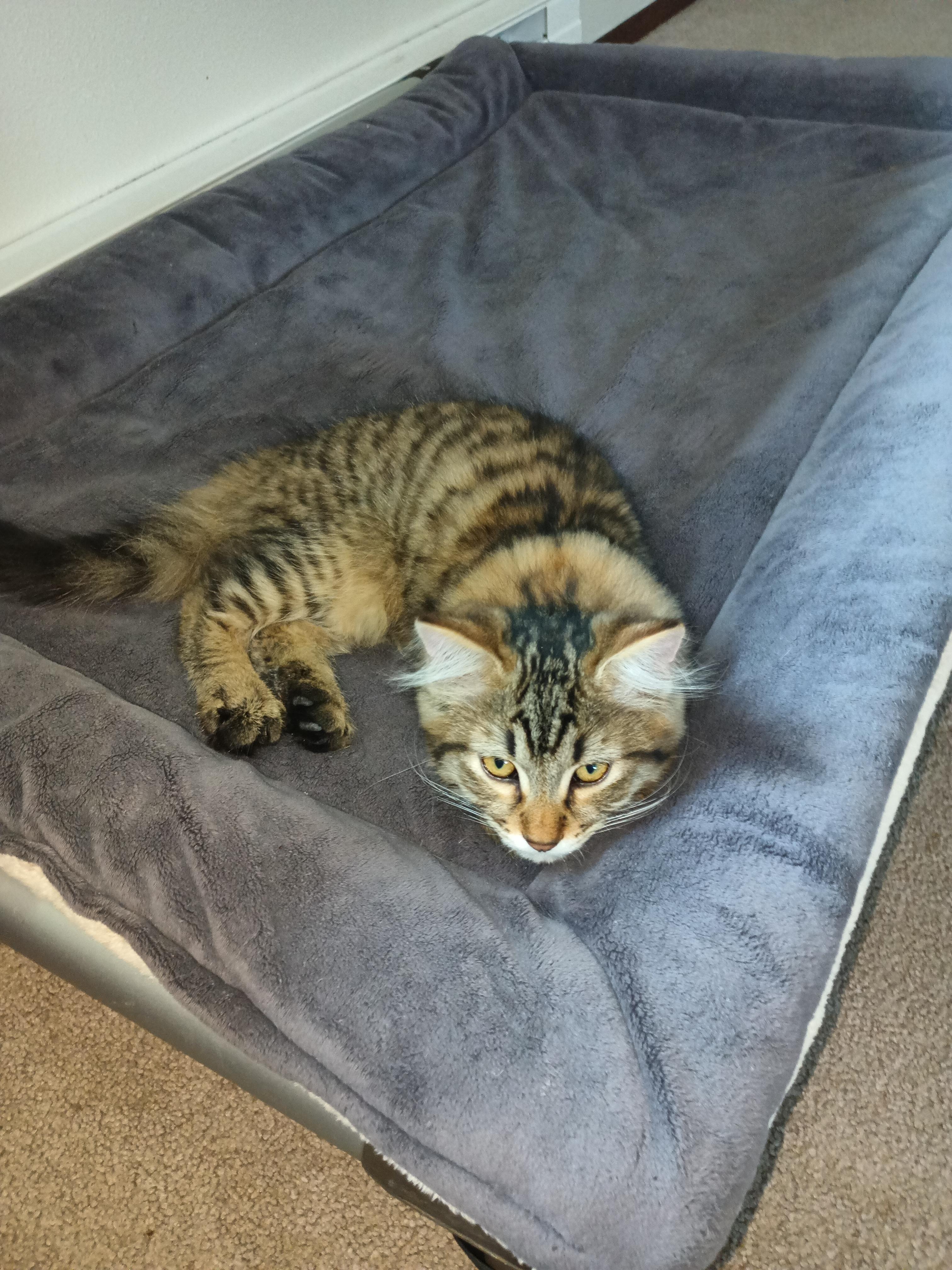 Lion-O, ADOPTABLE, Kitten Male Domestic Long Hair.