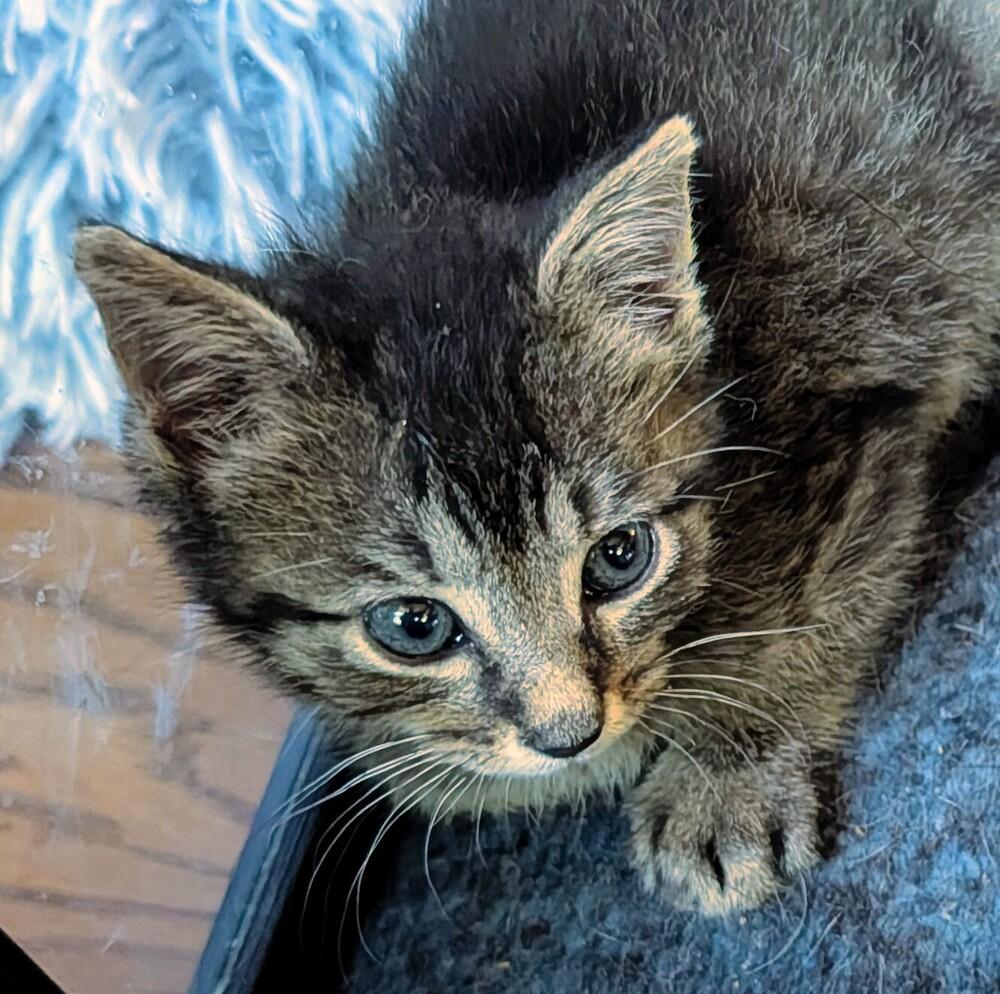 Ralphie, Adoptable, Kitten Male Domestic Short Hair.