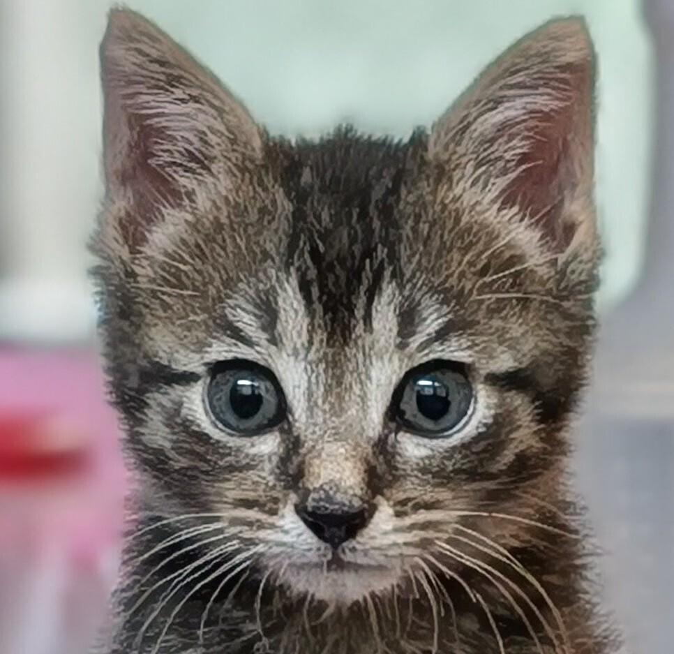 Ralphie, a Adoptable Domestic Short Hair in Statesville, NC image 2/3