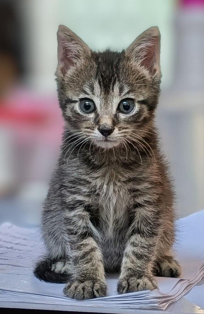 Ralphie, a Adoptable Domestic Short Hair in Statesville, NC image 2/2