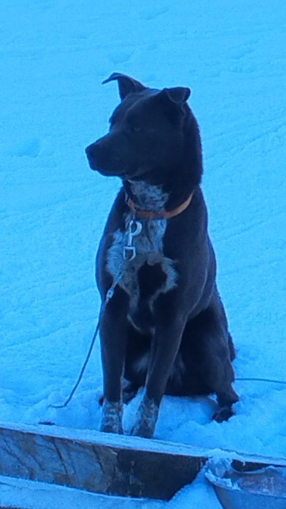 Enlarge Hugo, a Adoptable mixed breed in Peru, NY image 4/4