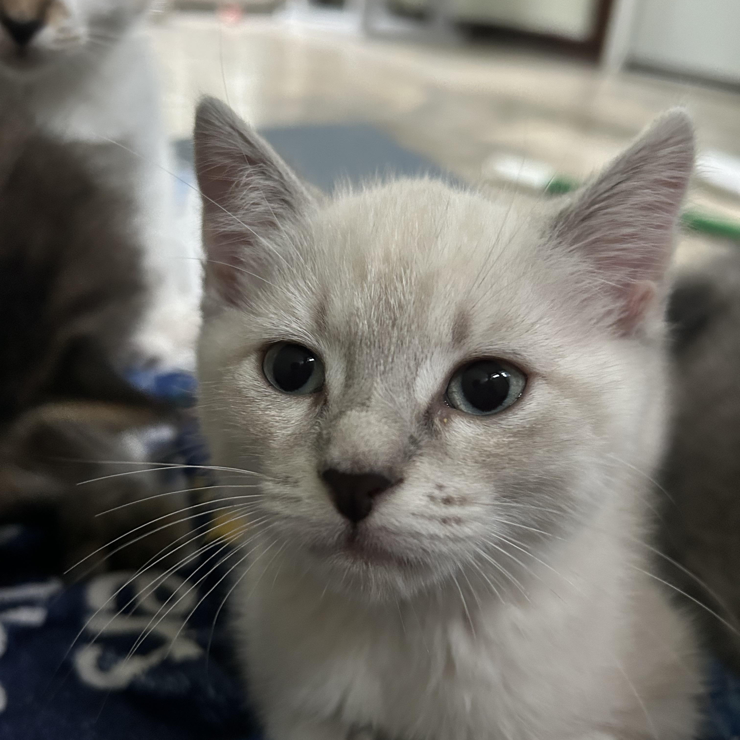 Enlarge Max, an adopted Domestic Short Hair in Colchester, CT image 2/6