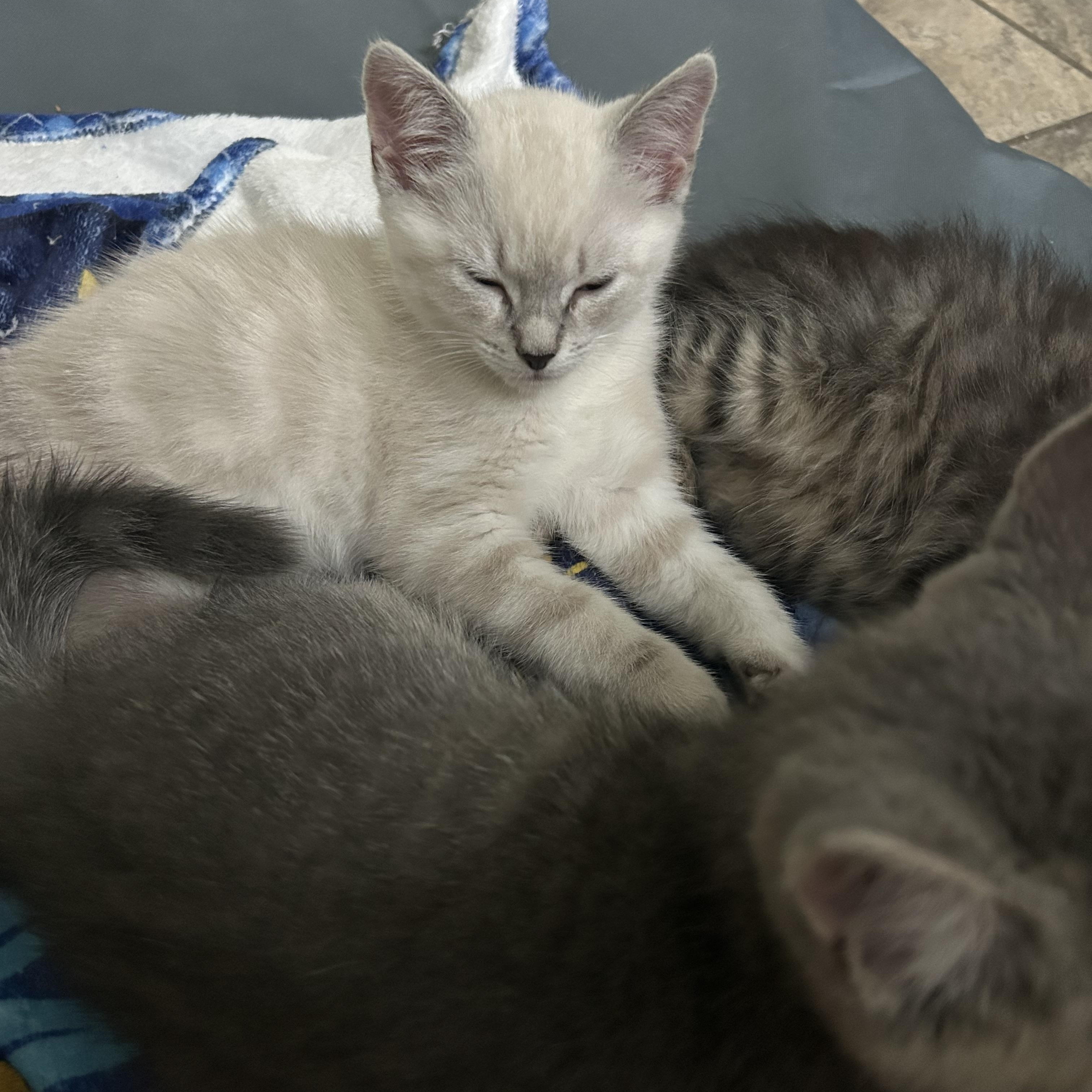 Enlarge Max, an adopted Domestic Short Hair in Colchester, CT image 6/6