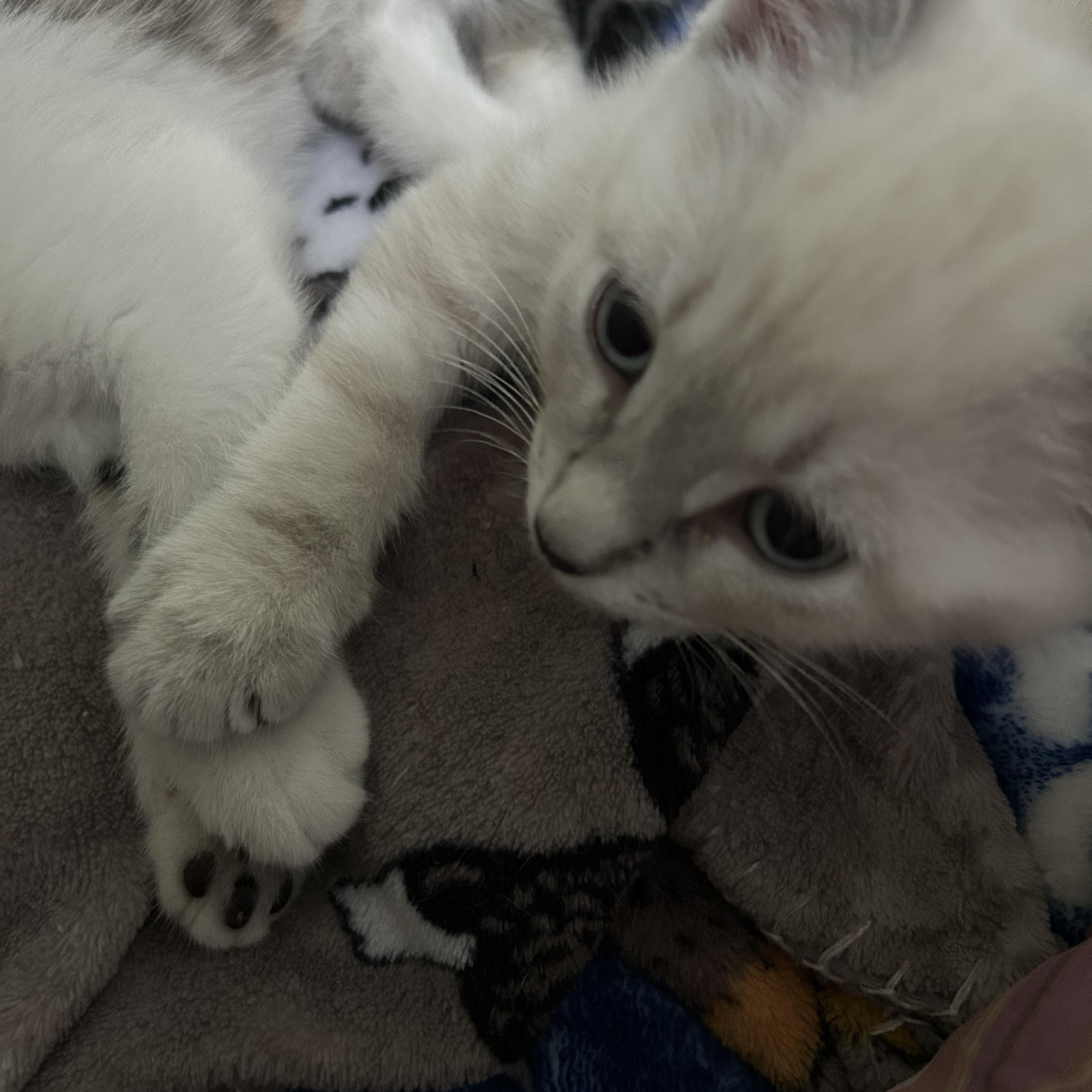 Enlarge Max, an adopted Domestic Short Hair in Colchester, CT image 3/6