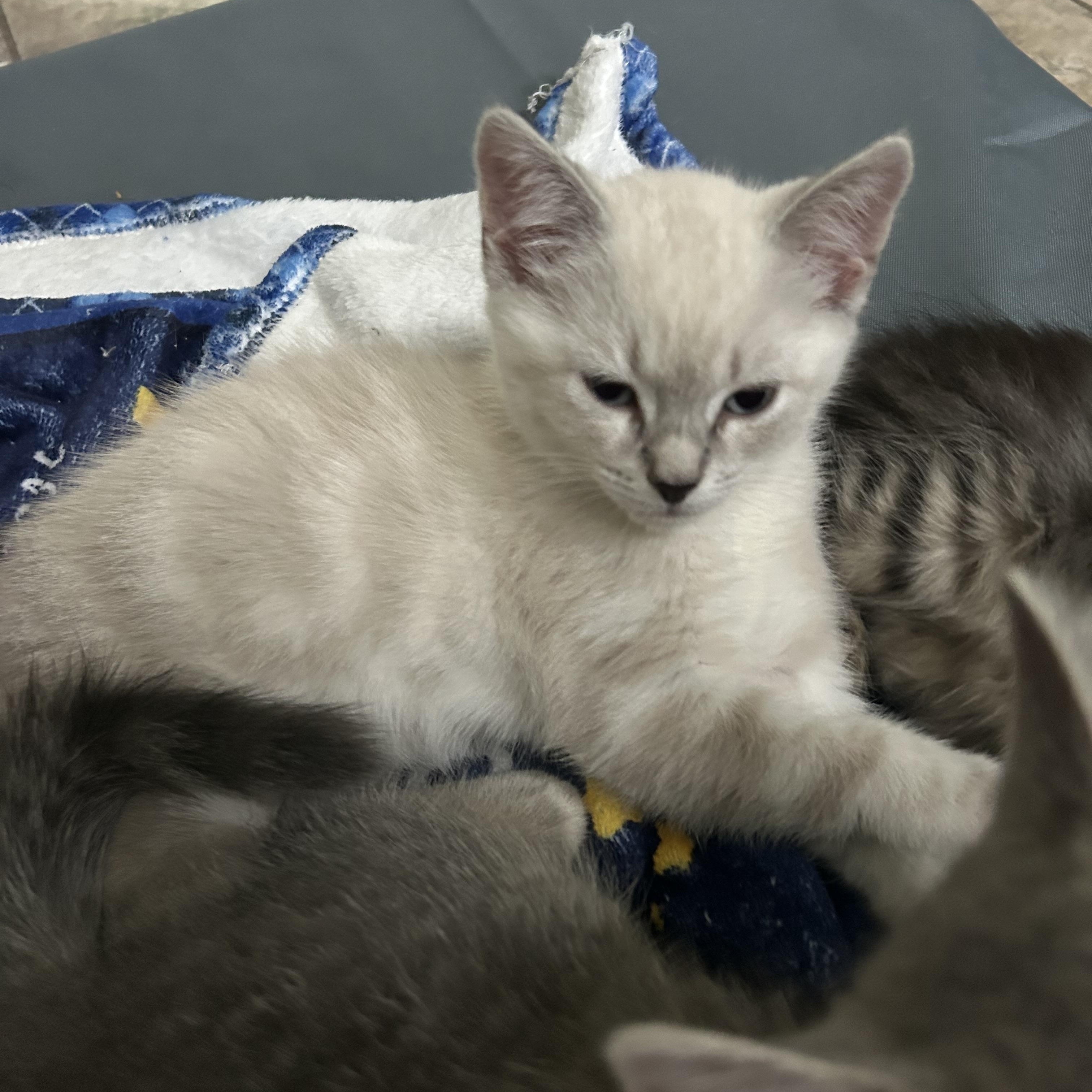 Enlarge Max, an adopted Domestic Short Hair in Colchester, CT image 1/6