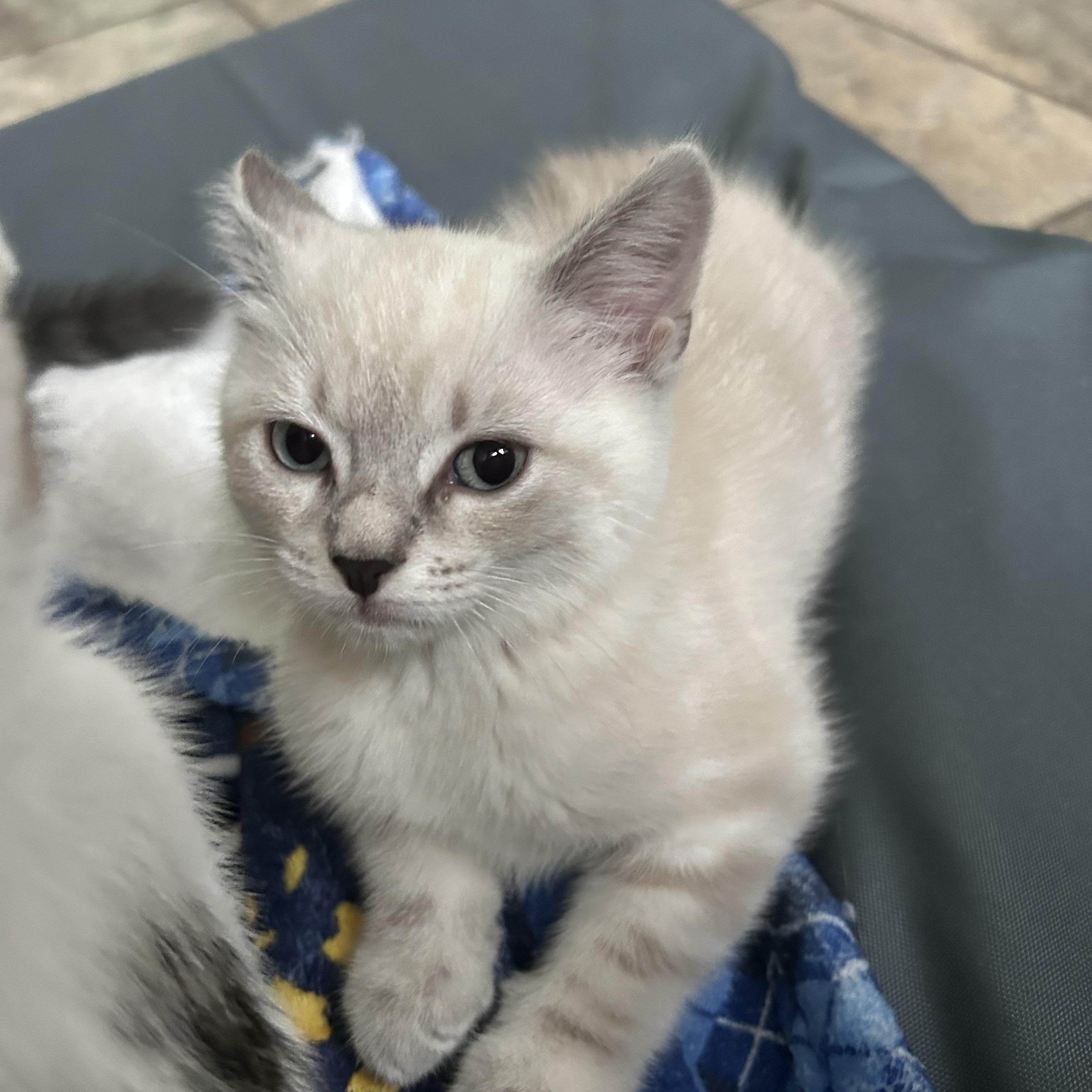 Enlarge Max, an adopted Domestic Short Hair in Colchester, CT image 4/6
