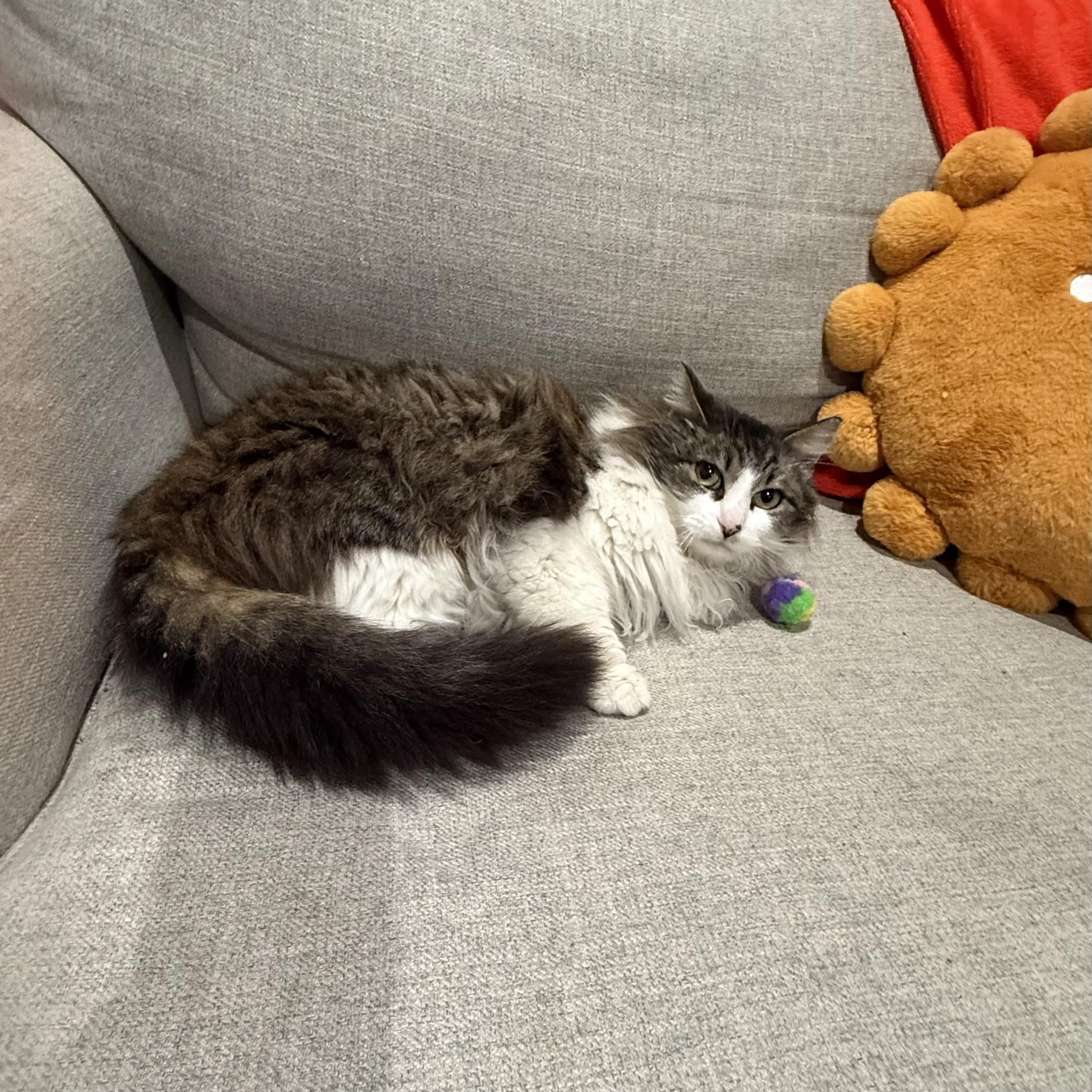 Bailey Rum — thumbnail 2