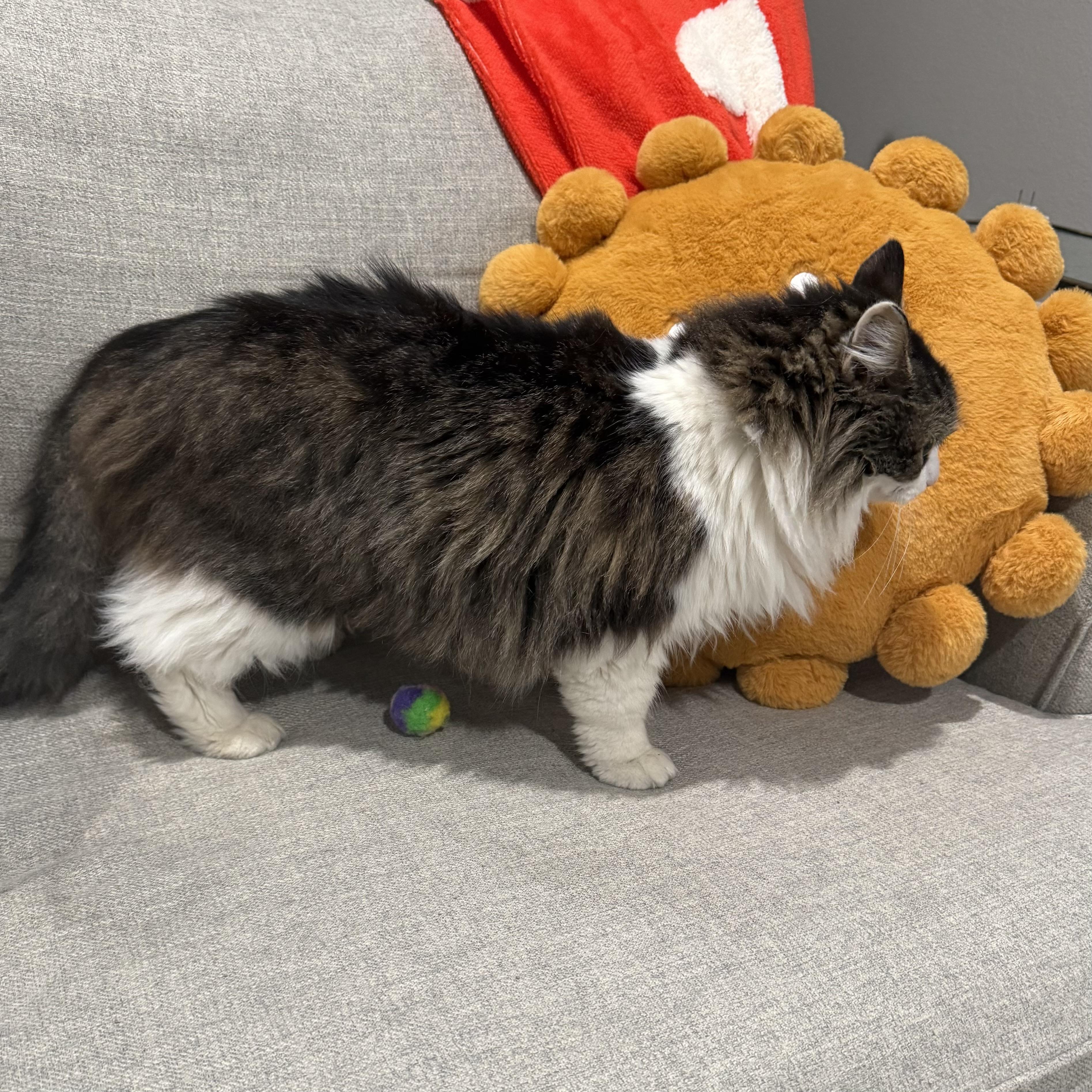 Bailey Rum — thumbnail 3