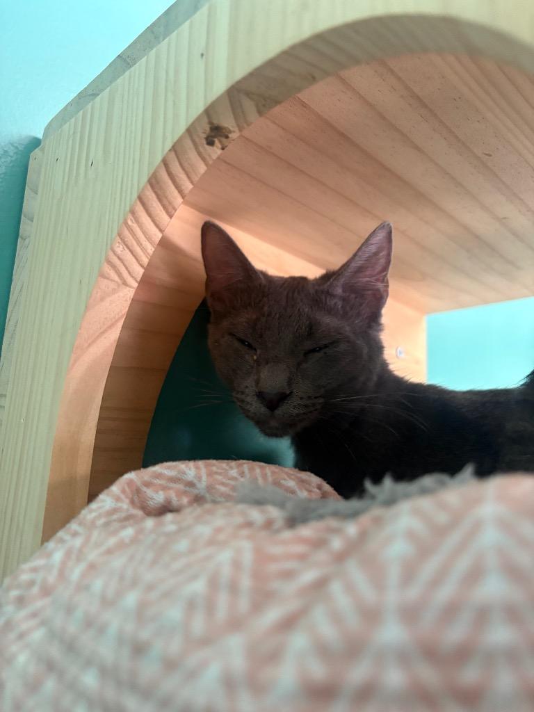 Danika, Adoptable, Young Female Domestic Short Hair.