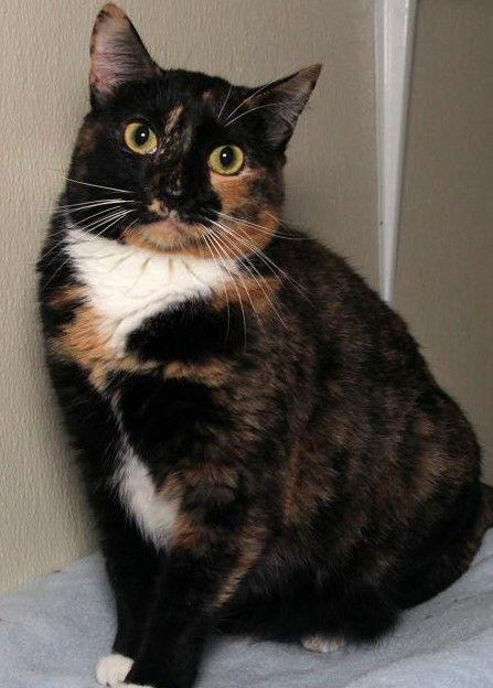 Feral Opal, Adoptable, Adult Female Calico.