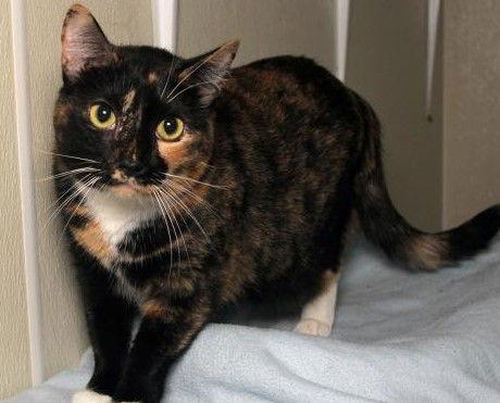 Enlarge Feral Opal, a Adoptable Calico in Oakland Park, FL image 3/3