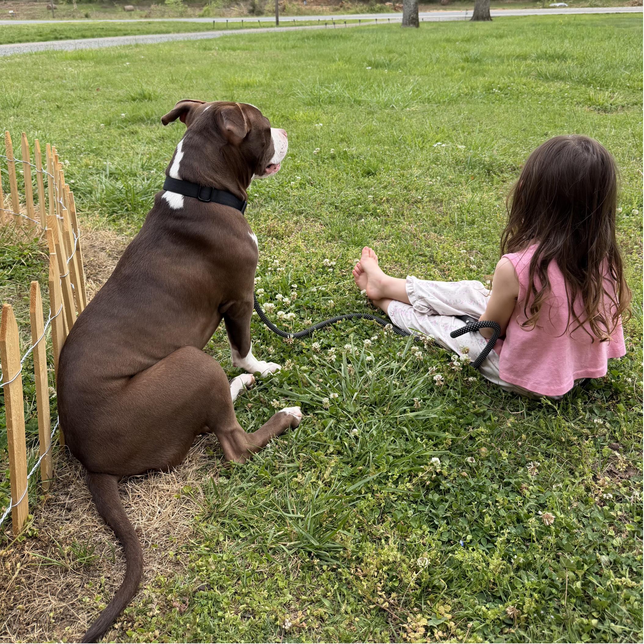 Barnabus, a Adoptable Pit Bull Terrier in Denver, NC image 5/6